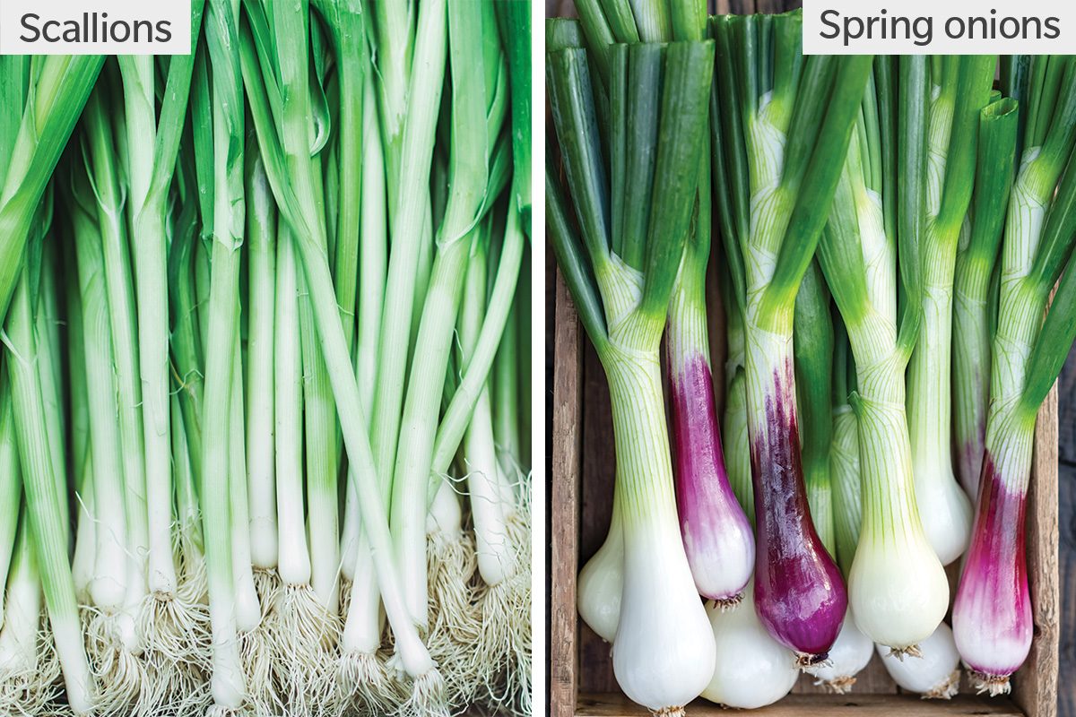 Scallions Vs. Spring Onions 1484246008 2157139178