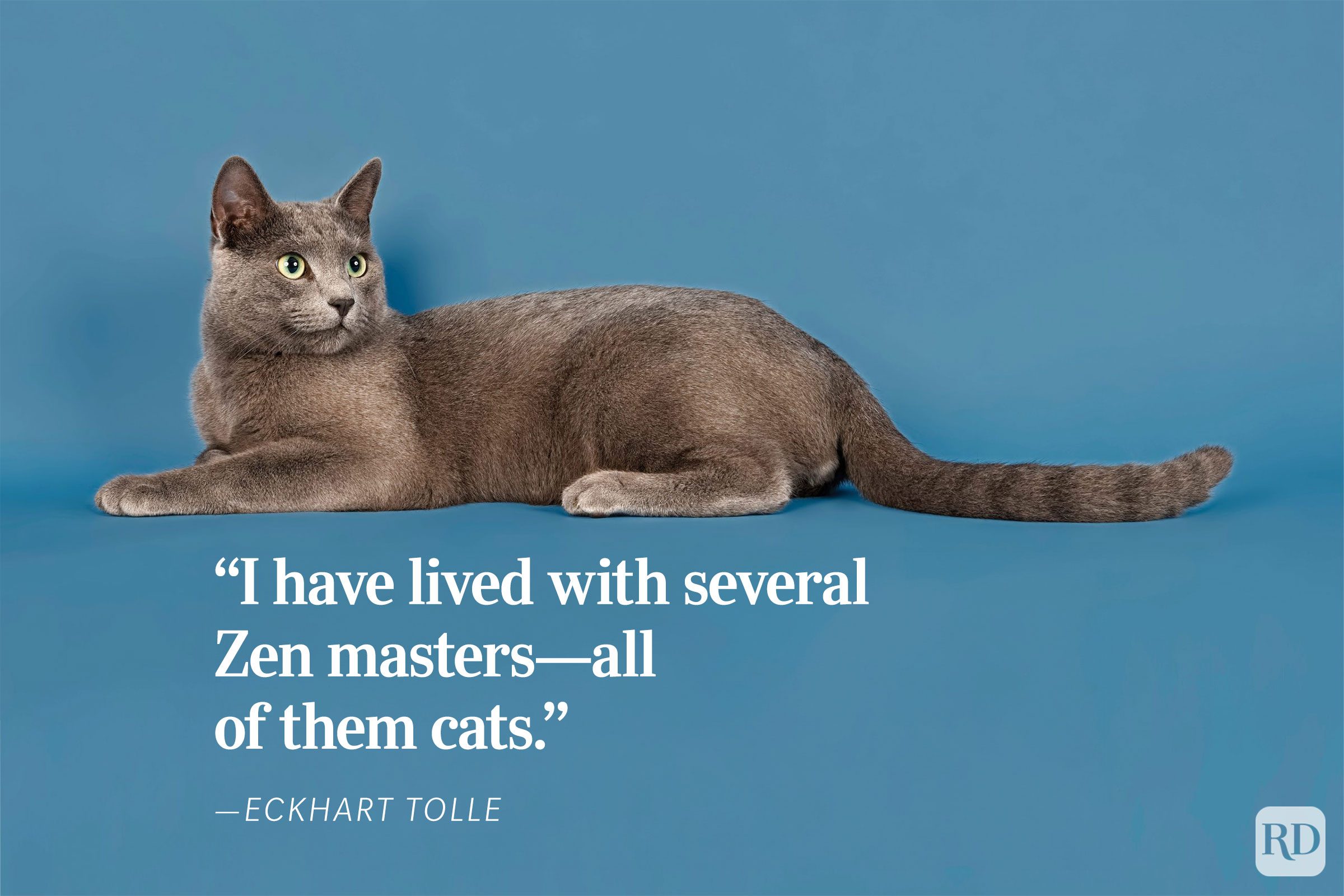 Cat lies stretched out against a blue background. Text reads: â€œI have lived with several Zen mastersâ€”all of them cats. - ”Eckhart Tolle.