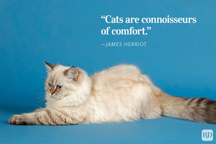 A fluffy cat lounges contentedly on a blue backdrop. Text reads: "Cats are connoisseurs of comfort." - ”James Herriot.