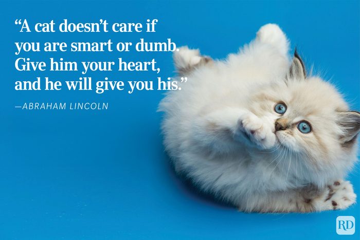 The Love Of A Cat