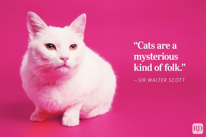 A white cat sits calmly, set against a bright pink backdrop. Accompanied by the text: “Cats are a mysterious kind of folk. ”Sir Walter Scott.