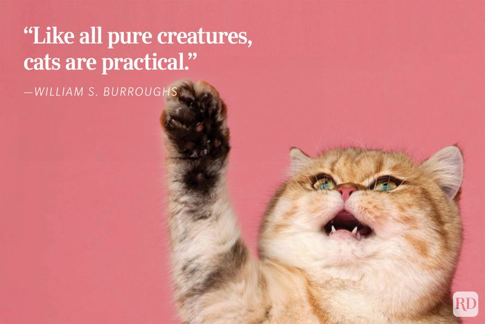 Cat raising paw, framed against a pink background. Text reads, “Like all pure creatures, cats are practical. - ”William S. Burroughs.