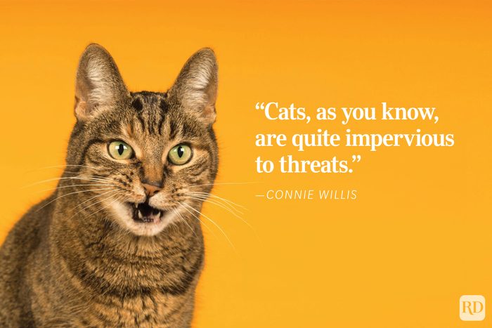 A tabby cat meows against an orange background with text: “Cats, as you know, are quite impervious to threats.