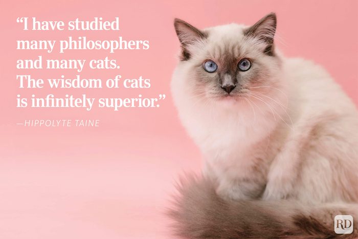The Wisdom Of Cats
