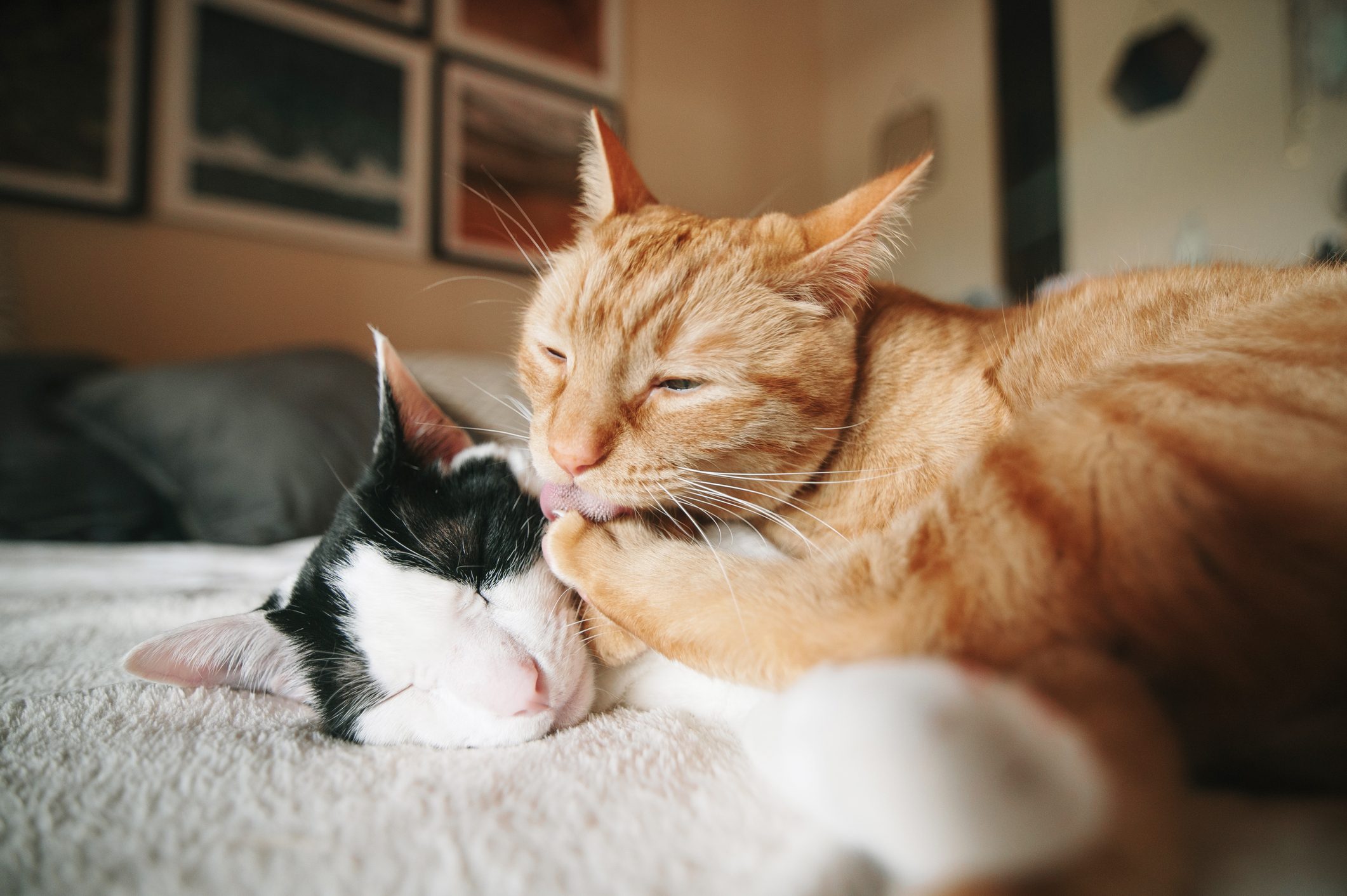 Ginger cat licking another cat