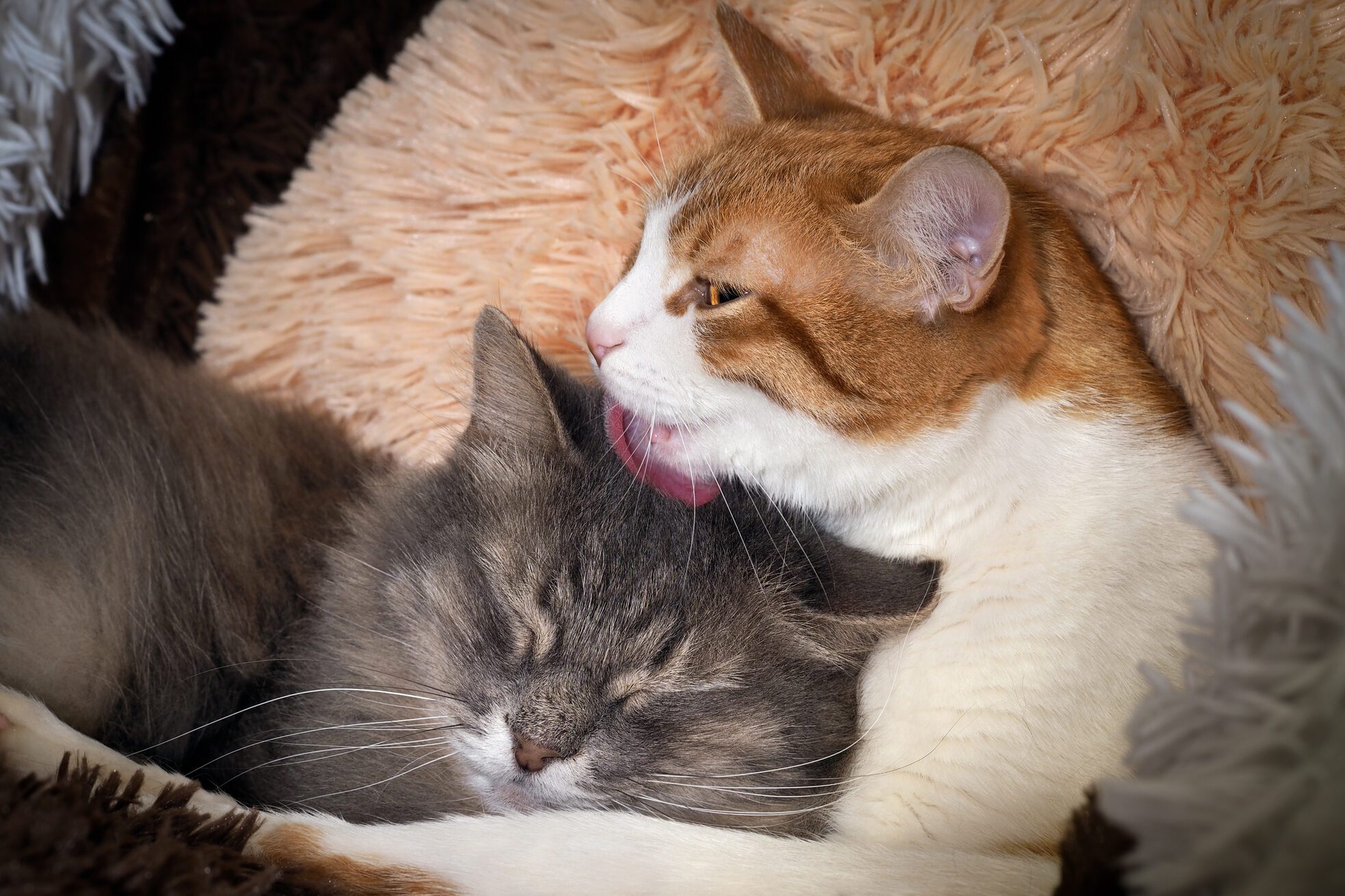 Why Do Cats Lick Each Other? Pet Behavior Experts Explain