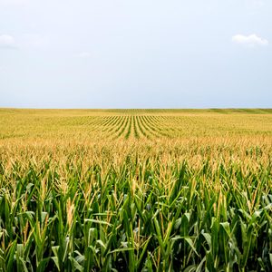 A field of corn at dusk